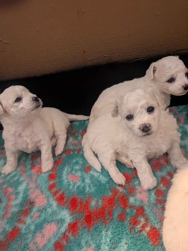 Bichon Frise Puppies media 16