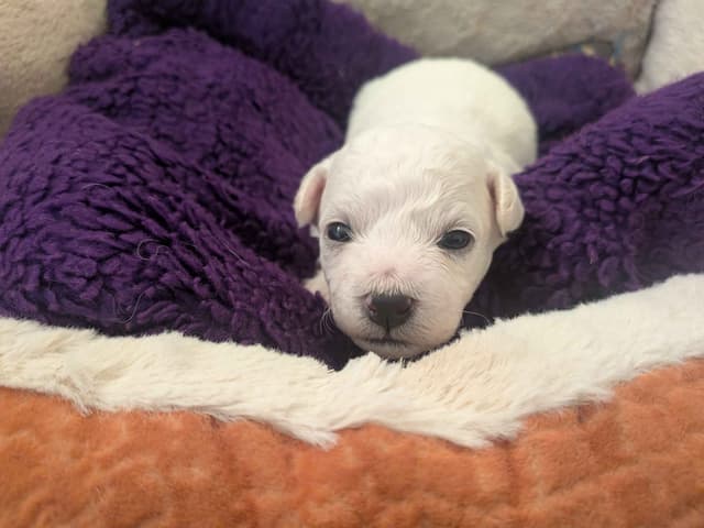Bichon Frise Puppies media 2