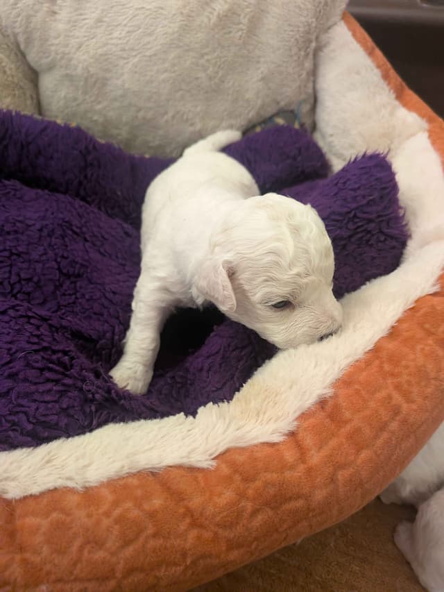 Bichon Frise Puppies media 6