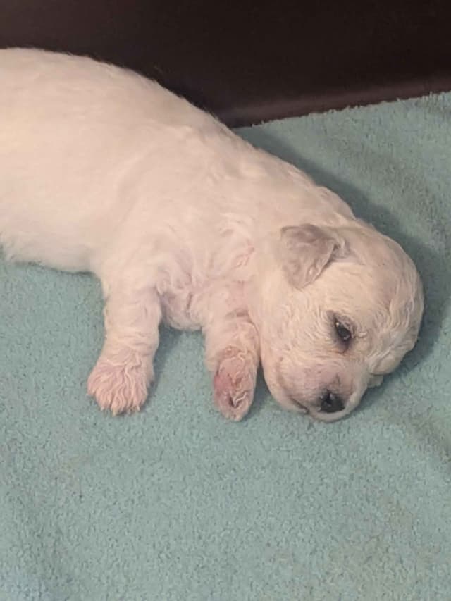 Bichon Frise Puppies media 4