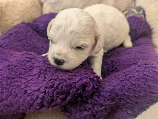 Bichon Frise Puppies media 3