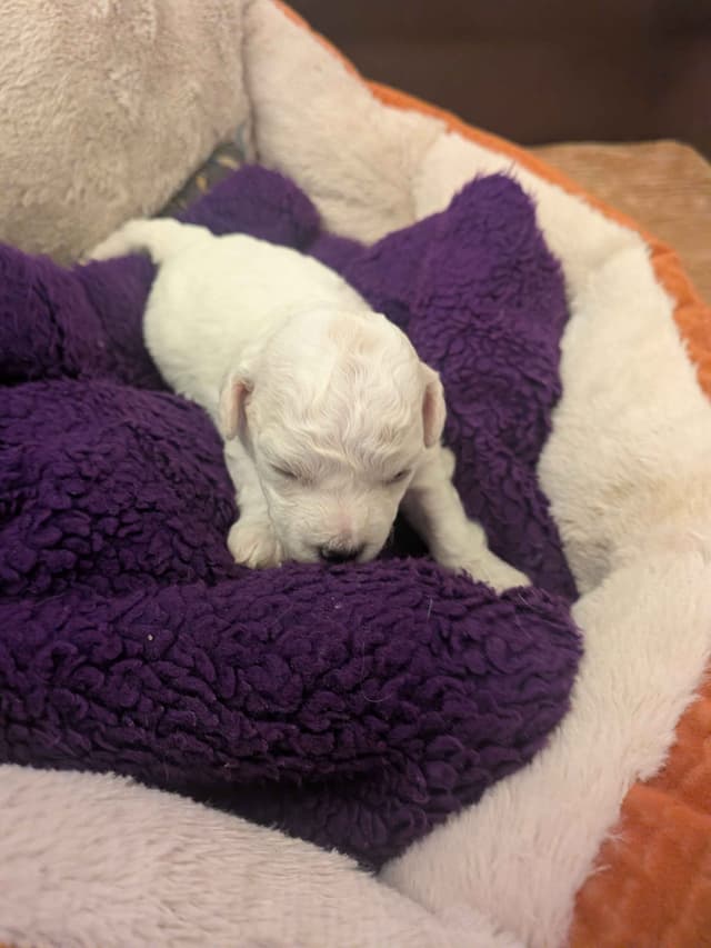 Bichon Frise Puppies media 5