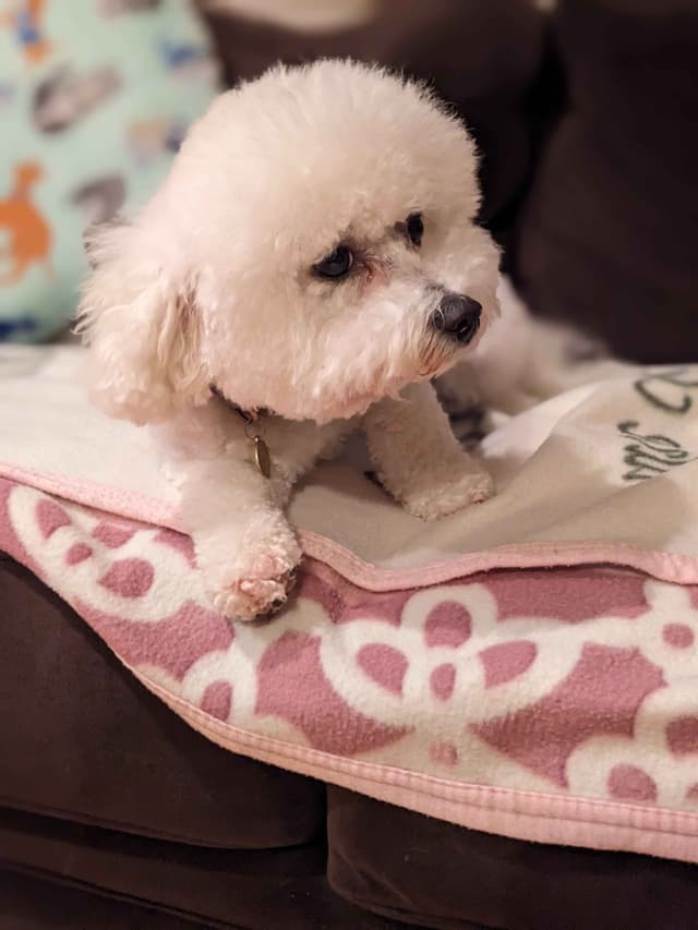 Bichon Frise Puppies media 7