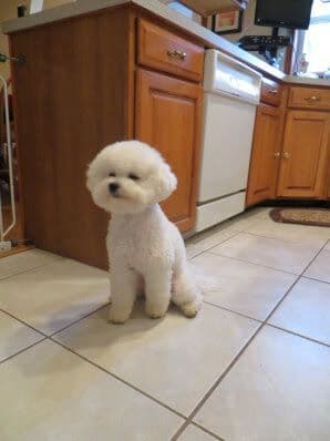Bichon Frise Puppies media 8