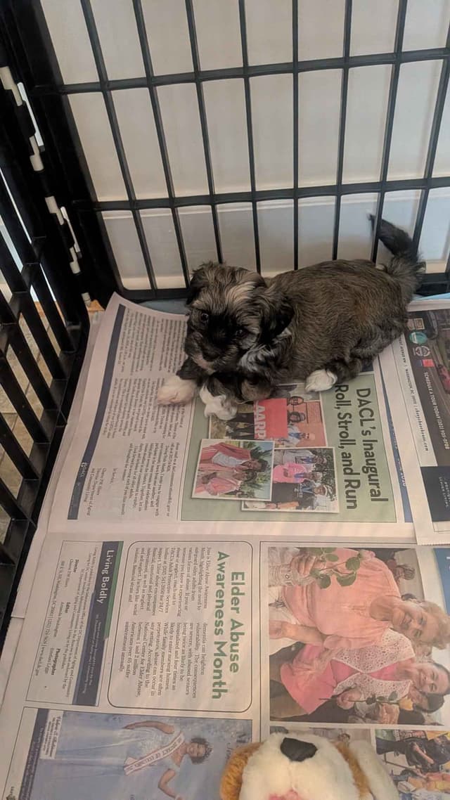 Havanese Puppies media 2