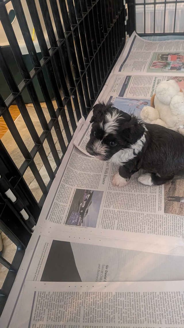 Havanese Puppies media 4