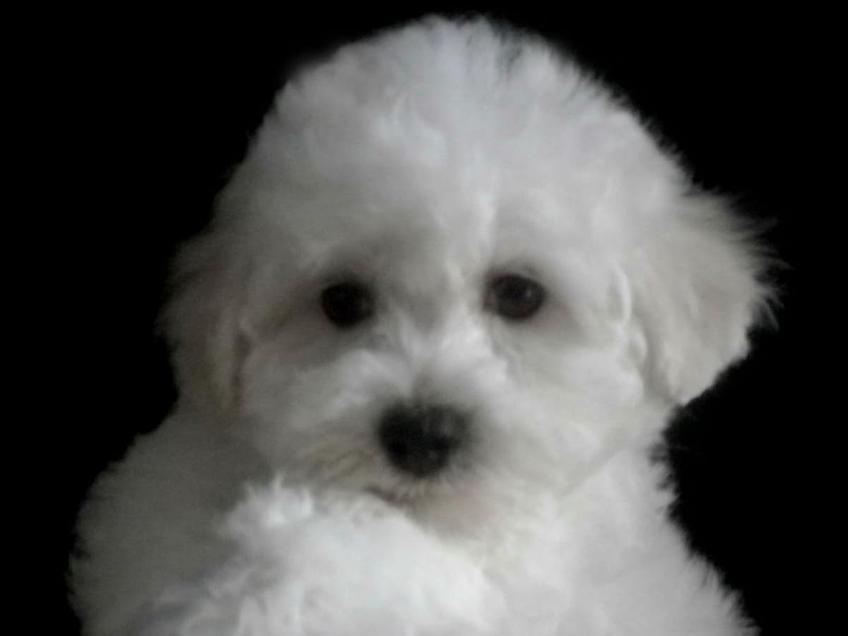 Great Lakes Bichon Frise breeder image 5