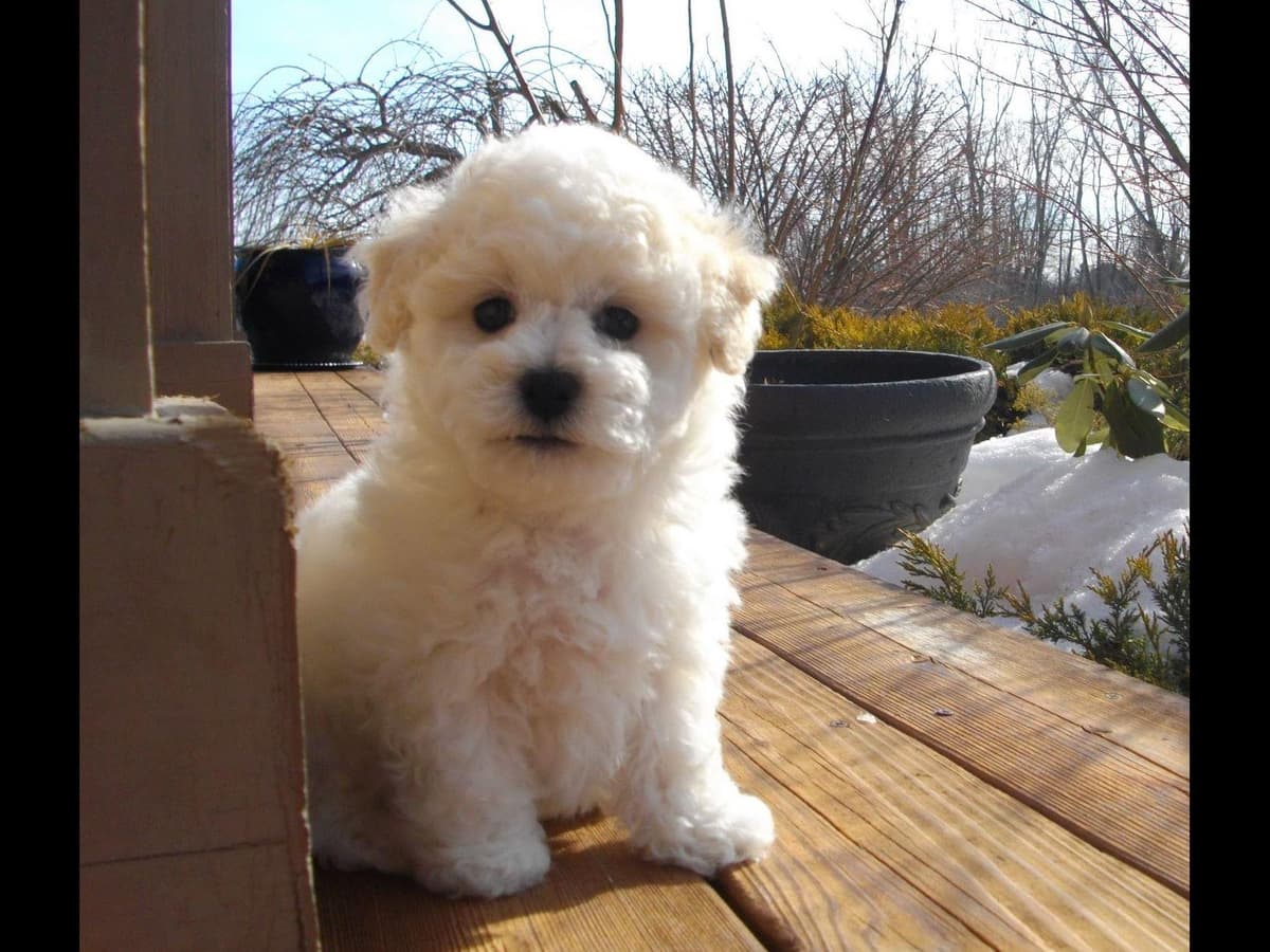 Great Lakes Bichon Frise breeder image 6