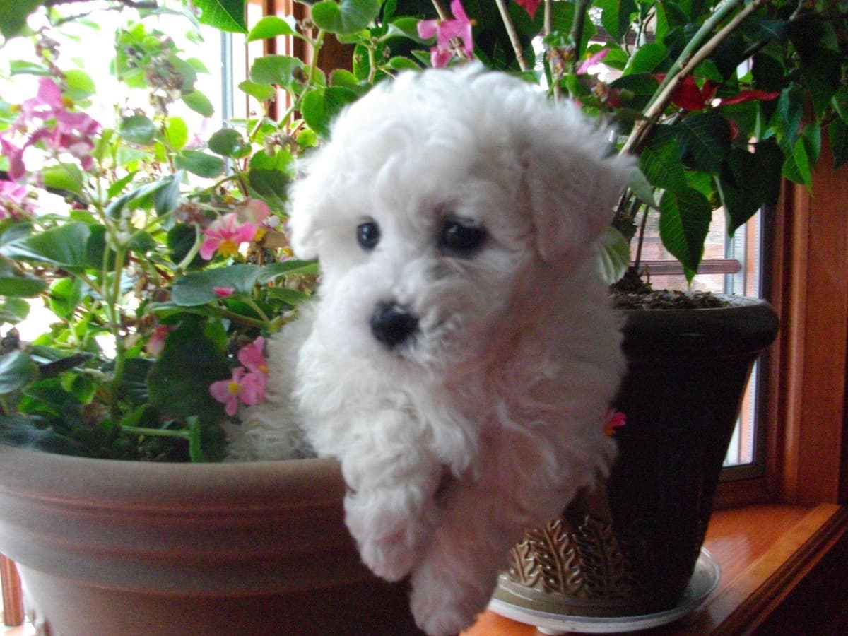 Great Lakes Bichon Frise breeder image 7