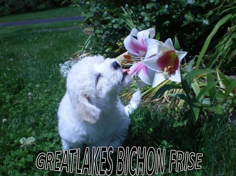 Great Lakes Bichon Frise breeder image 2