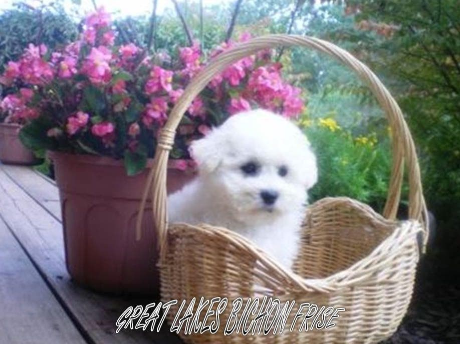 Great Lakes Bichon Frise breeder image 8
