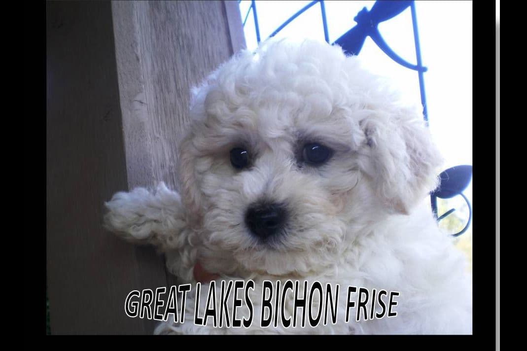 Great Lakes Bichon Frise breeder image 4
