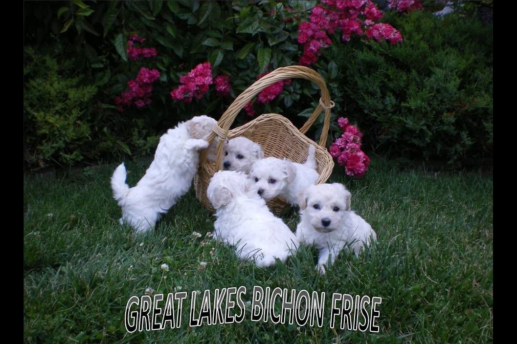 Great Lakes Bichon Frise breeder image 3