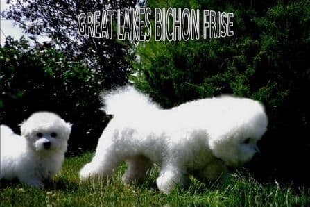 Great Lakes Bichon Frise breeder image 1