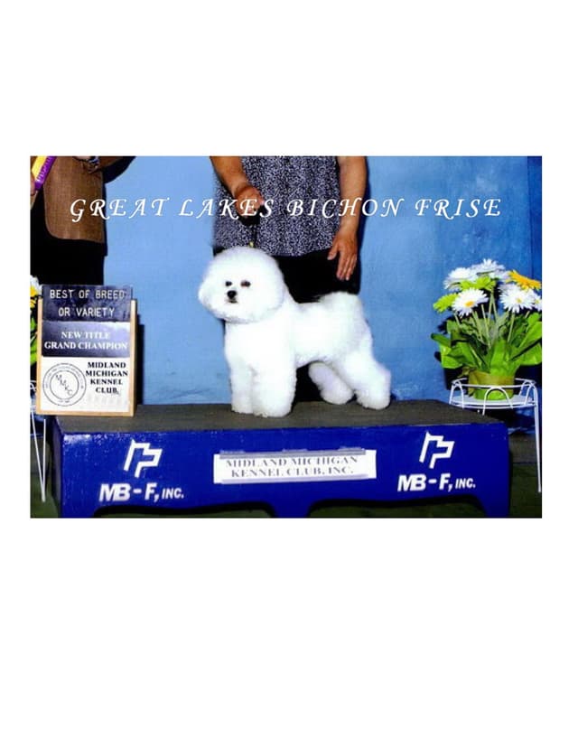 Great Lakes Bichon Frise media 2
