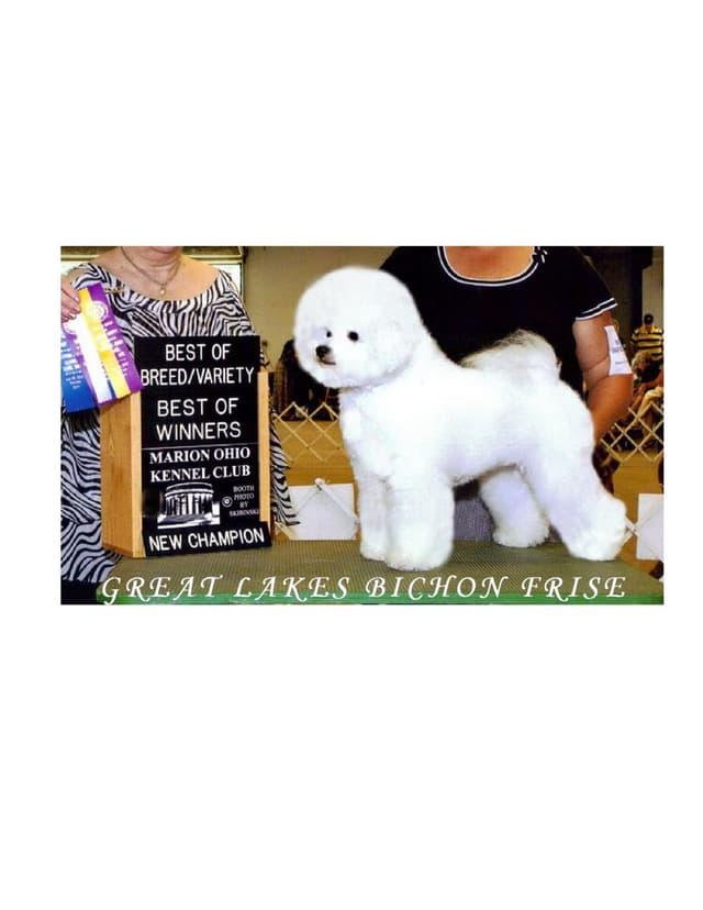 Great Lakes Bichon Frise media 3
