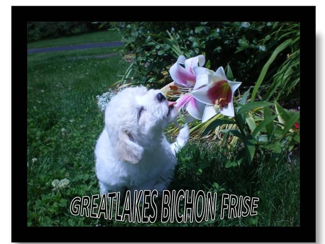 Great Lakes Bichon Frise media 5