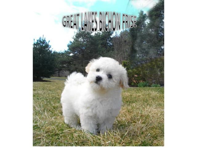 Great Lakes Bichon Frise media 6