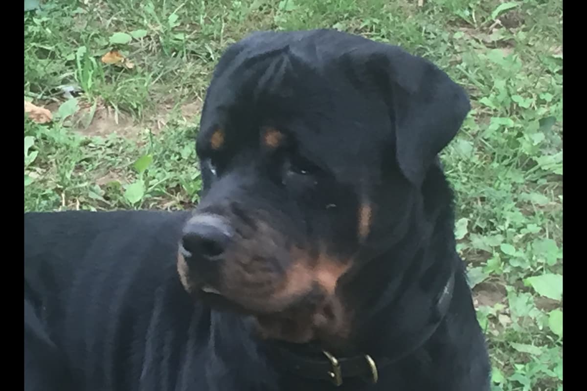 Rottweiler Puppies ready June 28 2026 breeder image 2