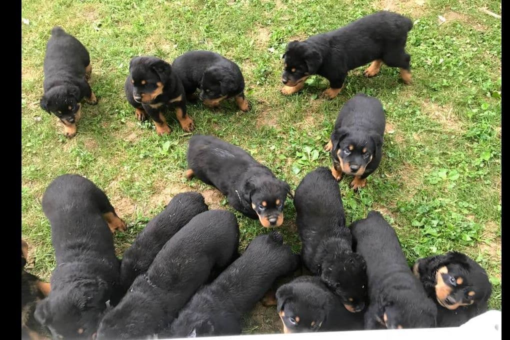 Rottweiler Puppies ready June 28 2026 breeder image 1