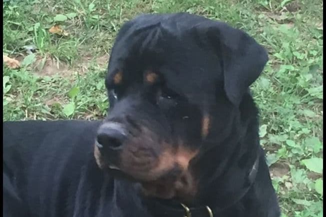 Rottweiler Puppies ready June 28 2026 breeder image 3