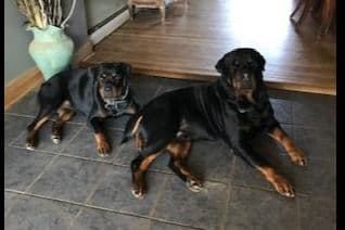 Rottweiler Puppies ready June 28 2026 breeder image 4