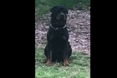 Rottweiler Puppies ready June 28 2026 breeder image 5
