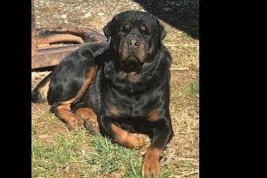 Rottweiler Puppies ready June 28 2026 breeder image 6
