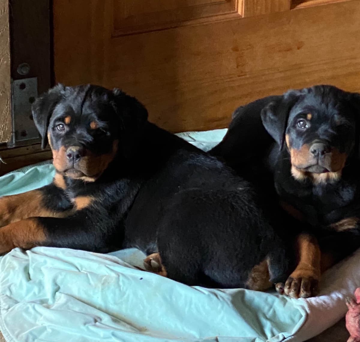 Rottweiler Puppies ready June 28 2026 breeder image 7