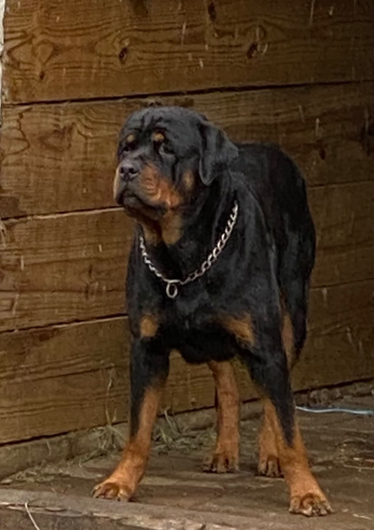 Rottweiler Puppies ready June 28 2026 breeder image 10