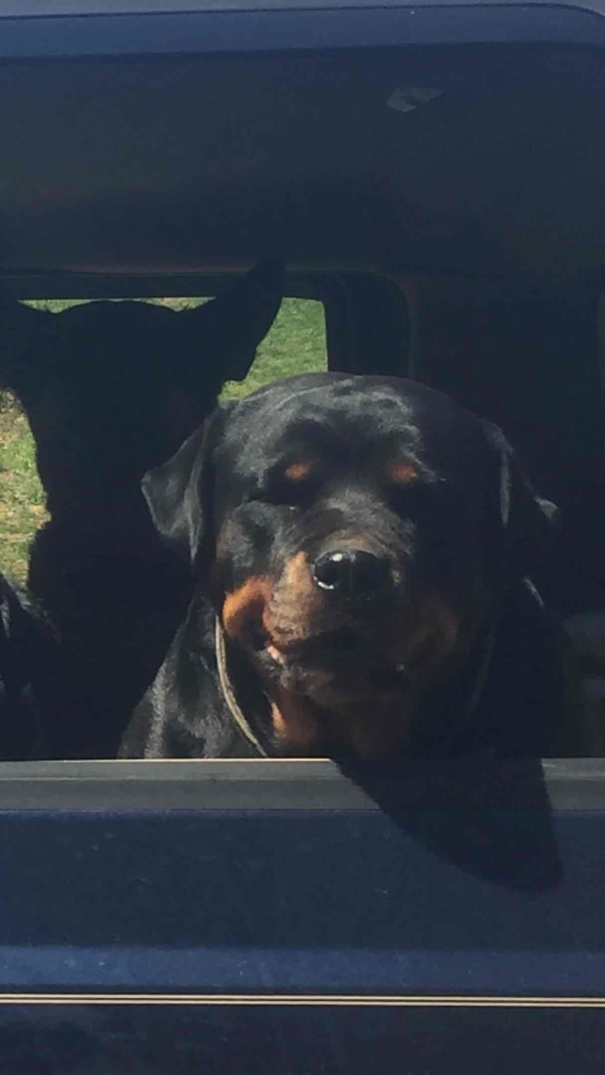 Rottweiler Puppies ready June 28 2026 breeder image 11