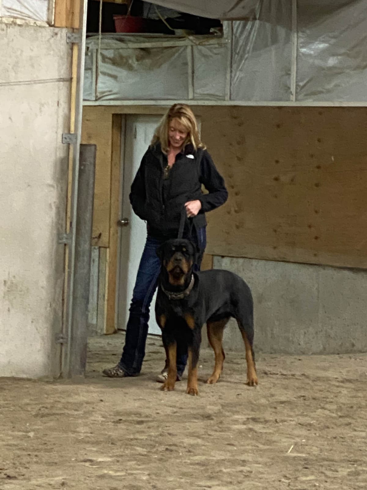Rottweiler Puppies ready June 28 2026 breeder image 12