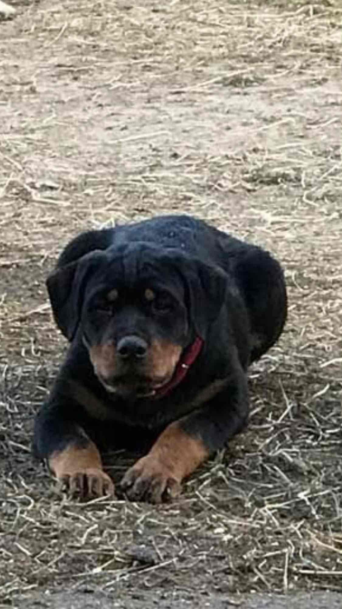 Rottweiler Puppies ready June 28 2026 breeder image 13