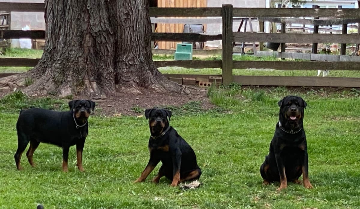 Rottweiler Puppies ready June 28 2026 breeder image 14