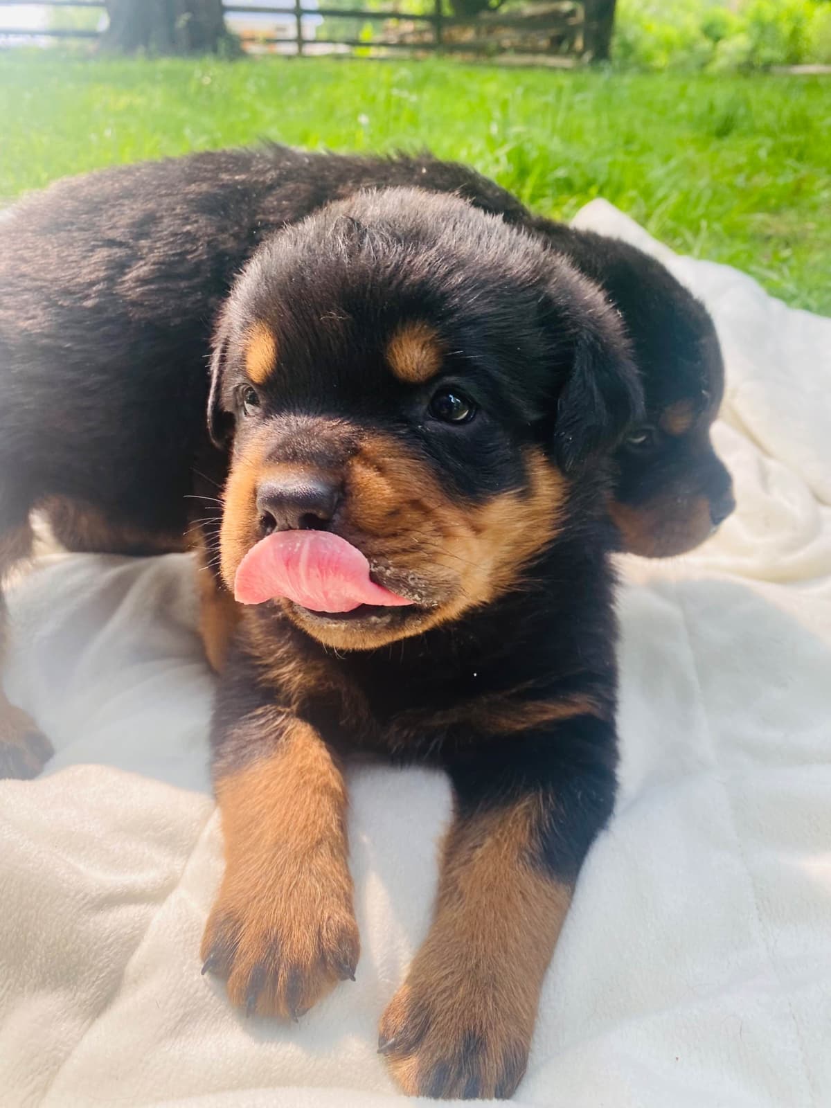 Rottweiler Puppies ready June 28 2026 breeder image 16
