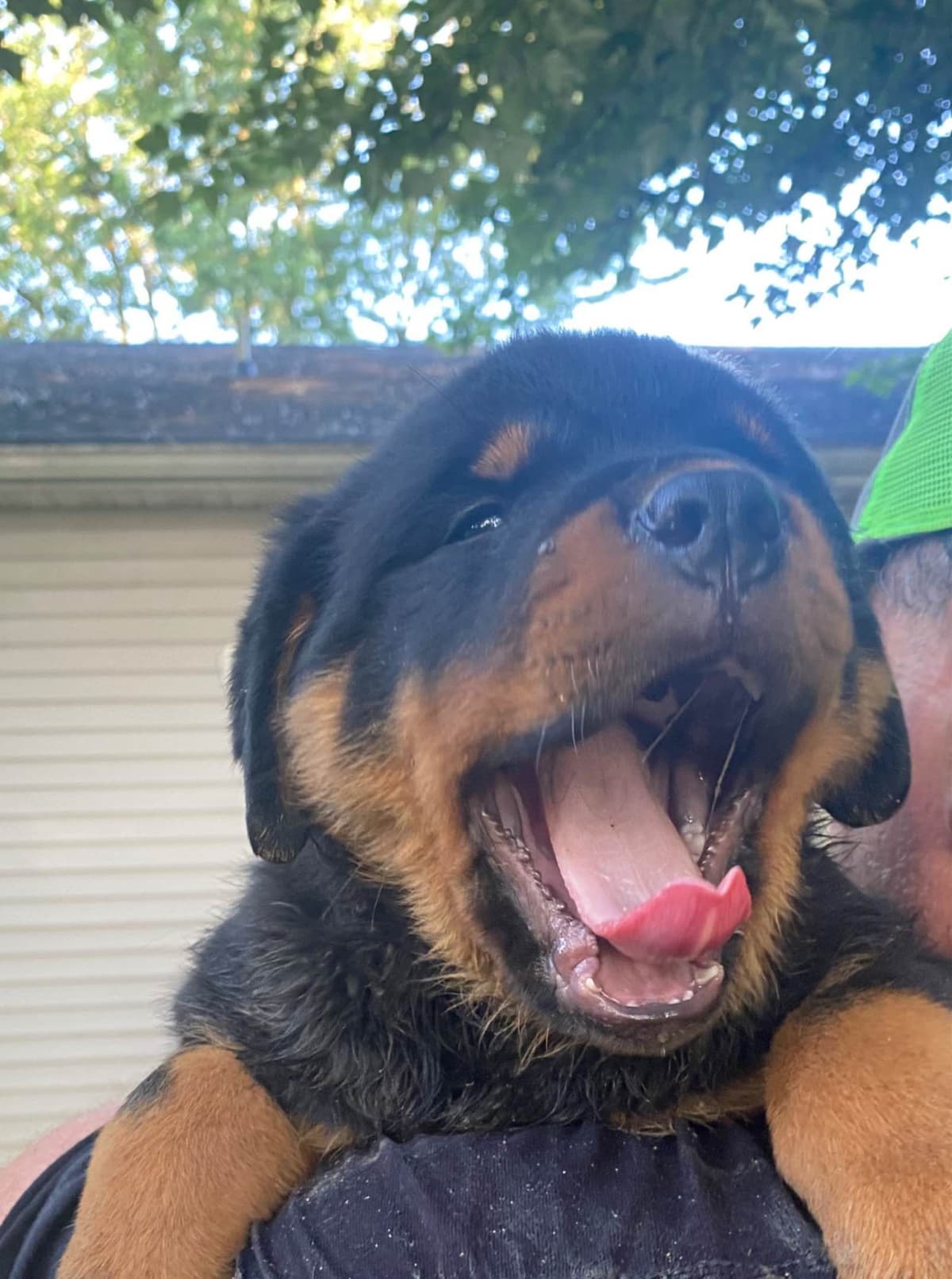 Rottweiler Puppies ready June 28 2026 breeder image 17