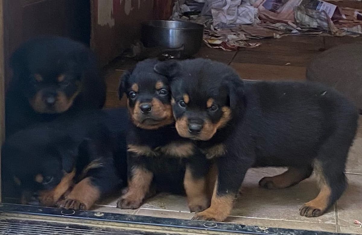 Rottweiler Puppies ready June 28 2026 breeder image 19