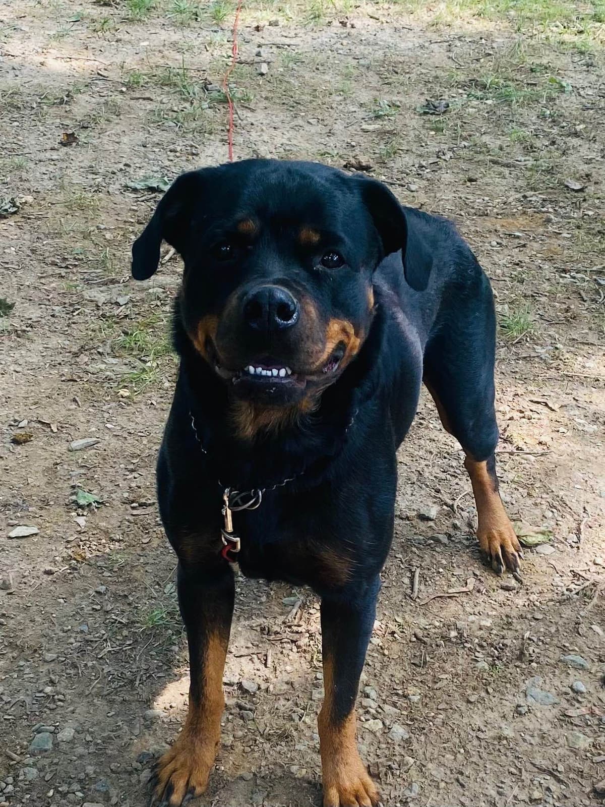 Rottweiler Puppies ready June 28 2026 breeder image 21