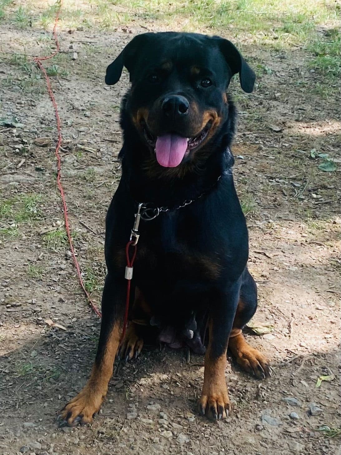 Rottweiler Puppies ready June 28 2026 breeder image 22