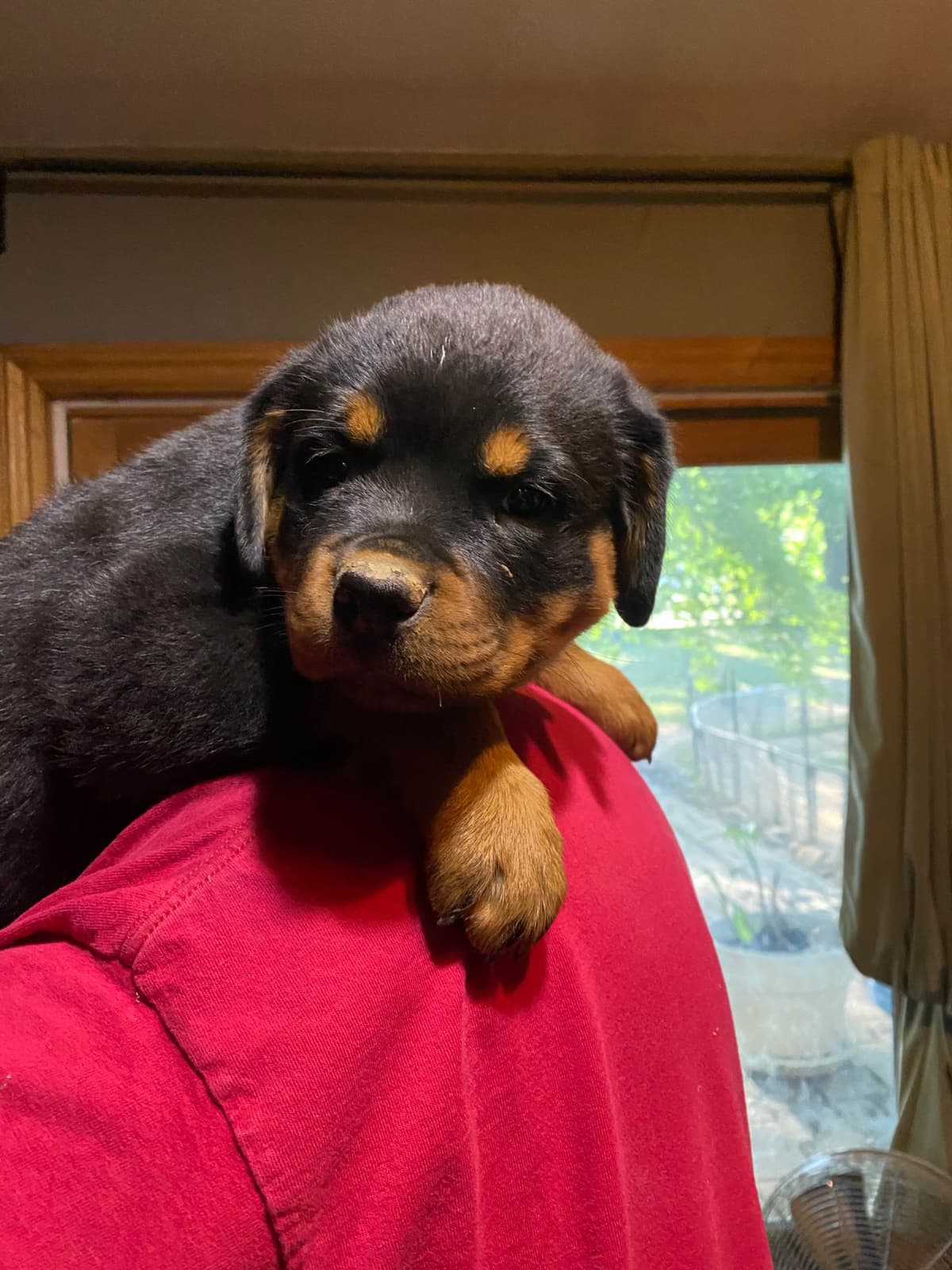 Rottweiler Puppies ready June 28 2026 breeder image 23