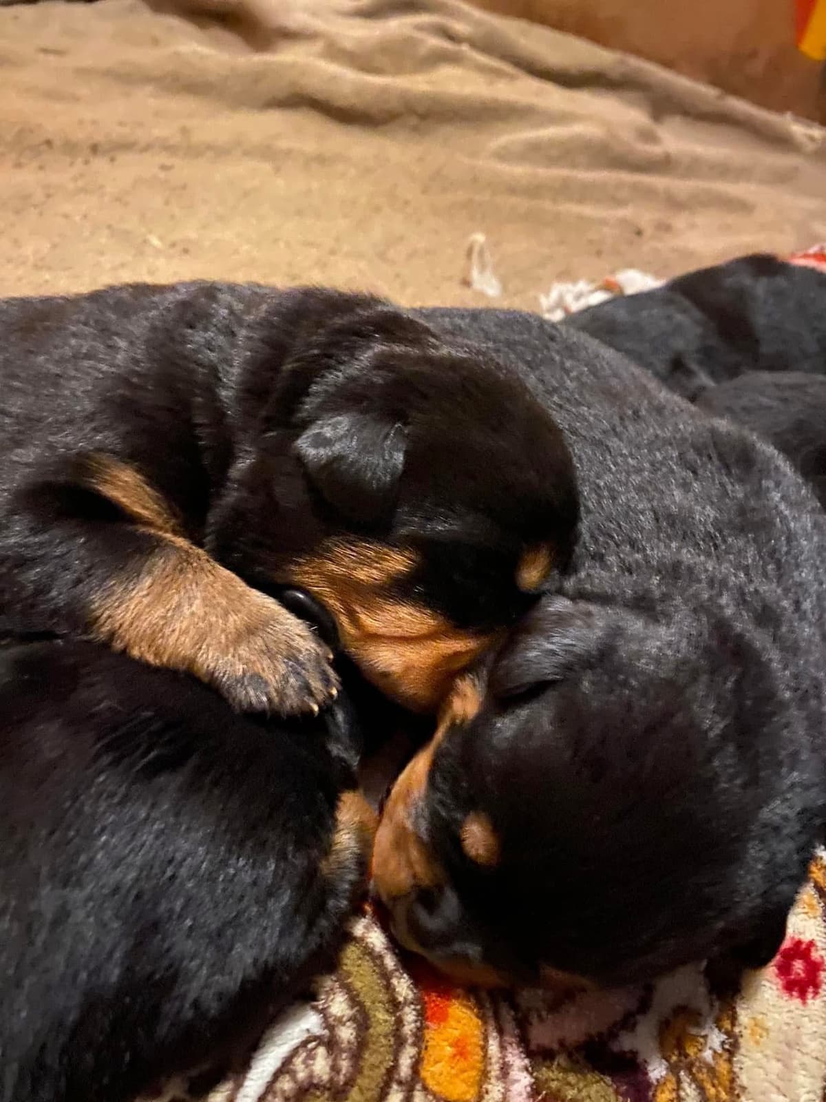 Rottweiler Puppies ready June 28 2026 breeder image 24