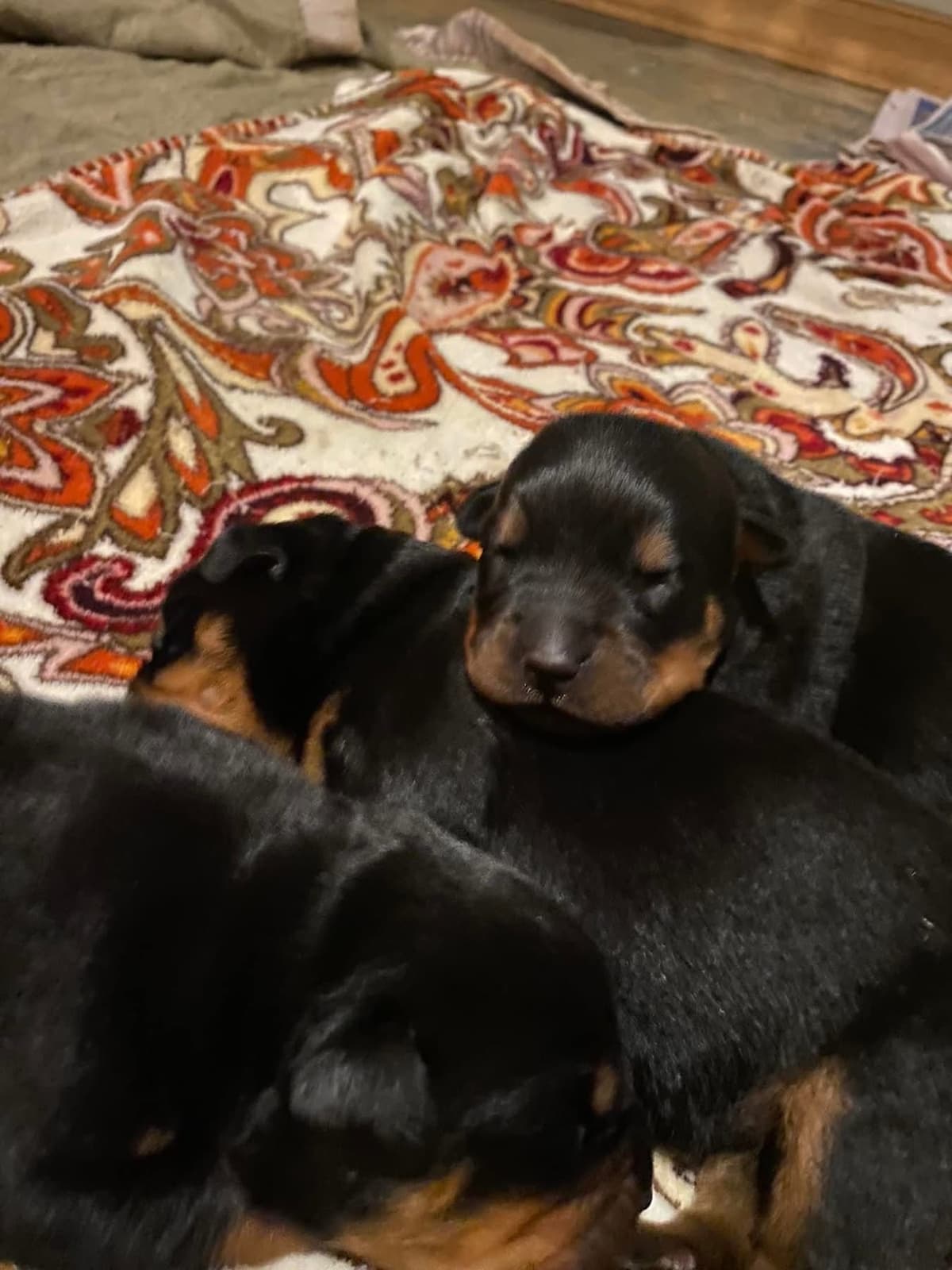 Rottweiler Puppies ready June 28 2026 breeder image 25