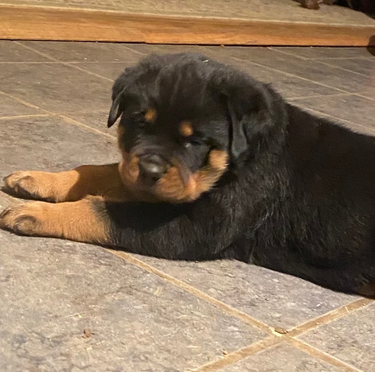 Rottweiler Puppies ready June 28 2026 breeder image 26