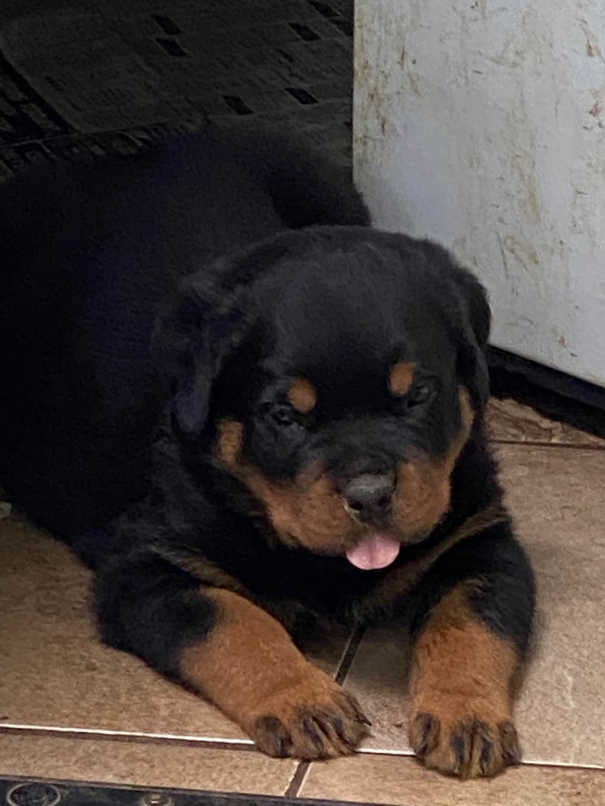Rottweiler Puppies ready June 28 2026 breeder image 27