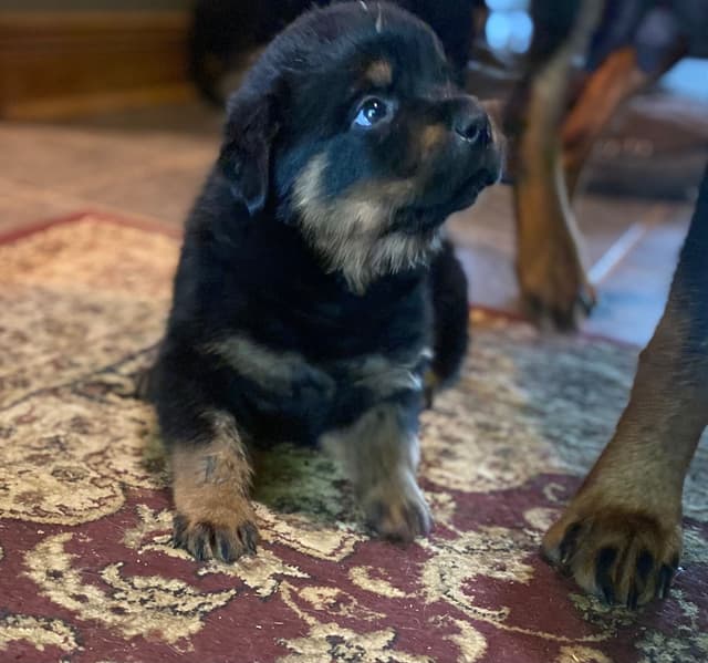 Rottweiler Puppies  ready June 28 2026 media 2