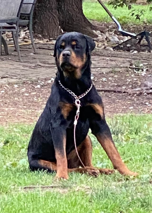 Rottweiler Puppies  ready June 28 2026 media 3