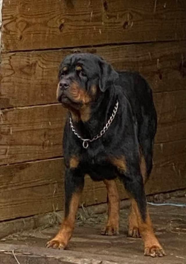 Rottweiler Puppies  ready June 28 2026 media 4