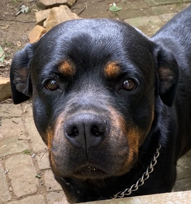 Rottweiler Puppies  ready June 28 2026 media 9