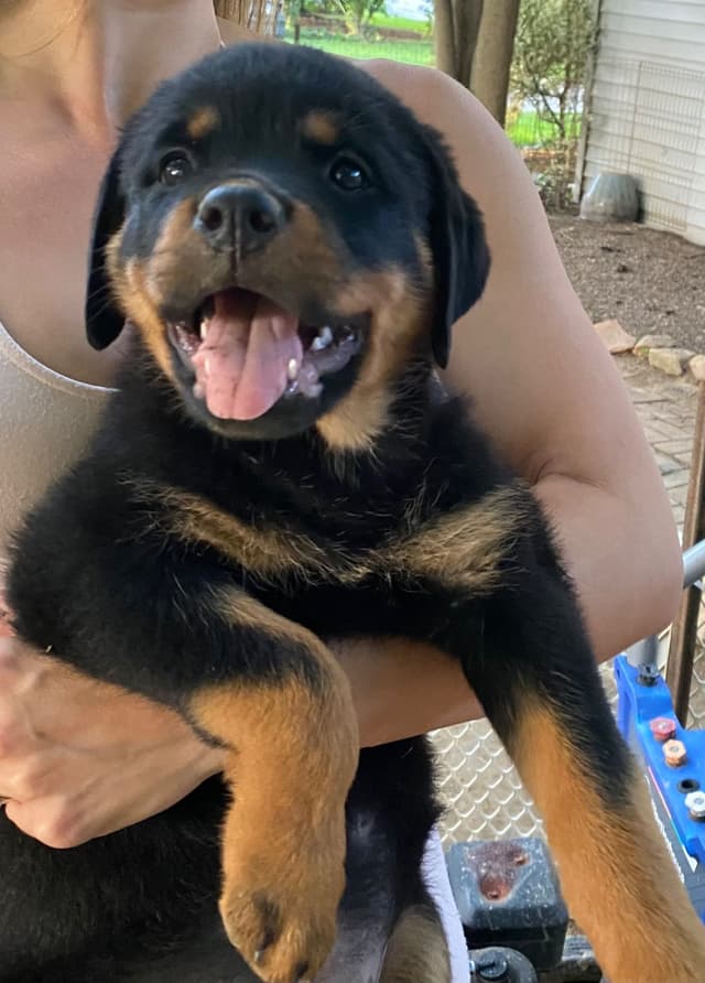 Rottweiler Puppies  ready June 28 2026 media 11