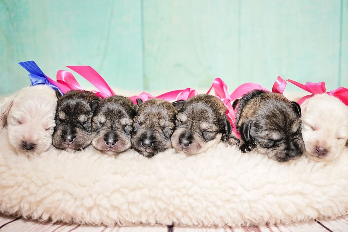 Miniature Schnauzer Puppies breeder image 1